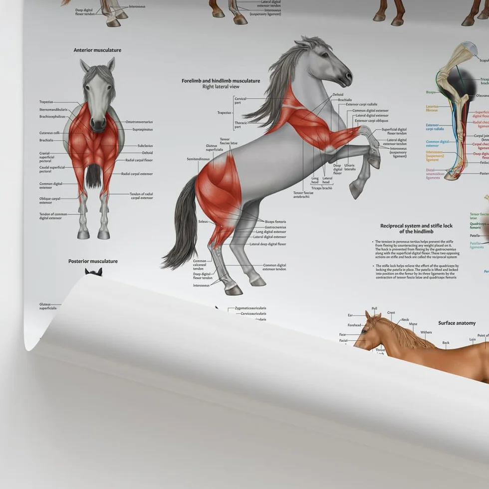 Poster di anatomia muscolare equina, 45 x 60 cm, 45 x 60 cm, illustrazione del sistema muscolare del cavallo, diagramma veterinario, grande muscoloso degli animali