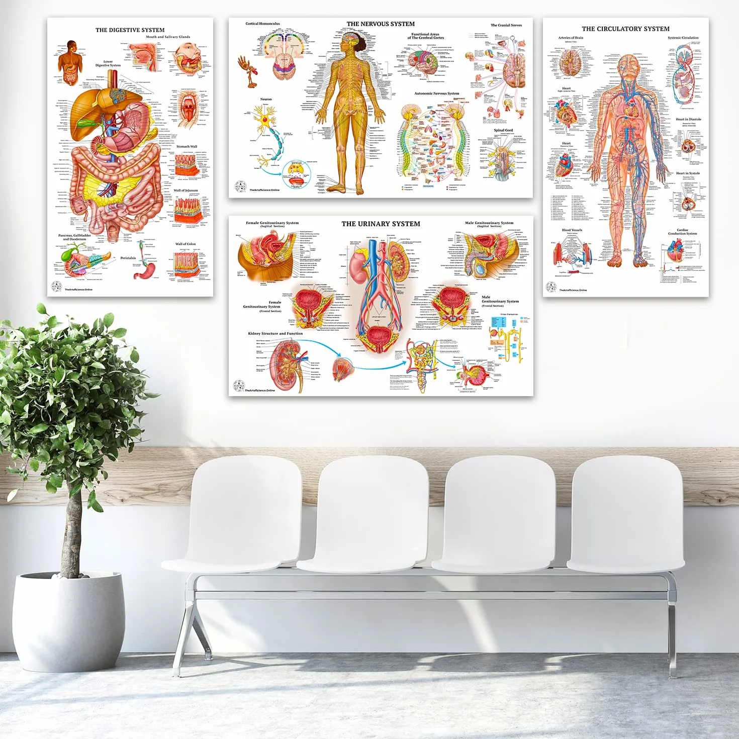 12 poster di anatomia umana - Poster medici, circolatorio, scheletrico, maschile, femminile, muscoloso, linfatico, riproduttivo, nervoso, digestivo, endocrino, sistemi respiratori, modelli, scienza