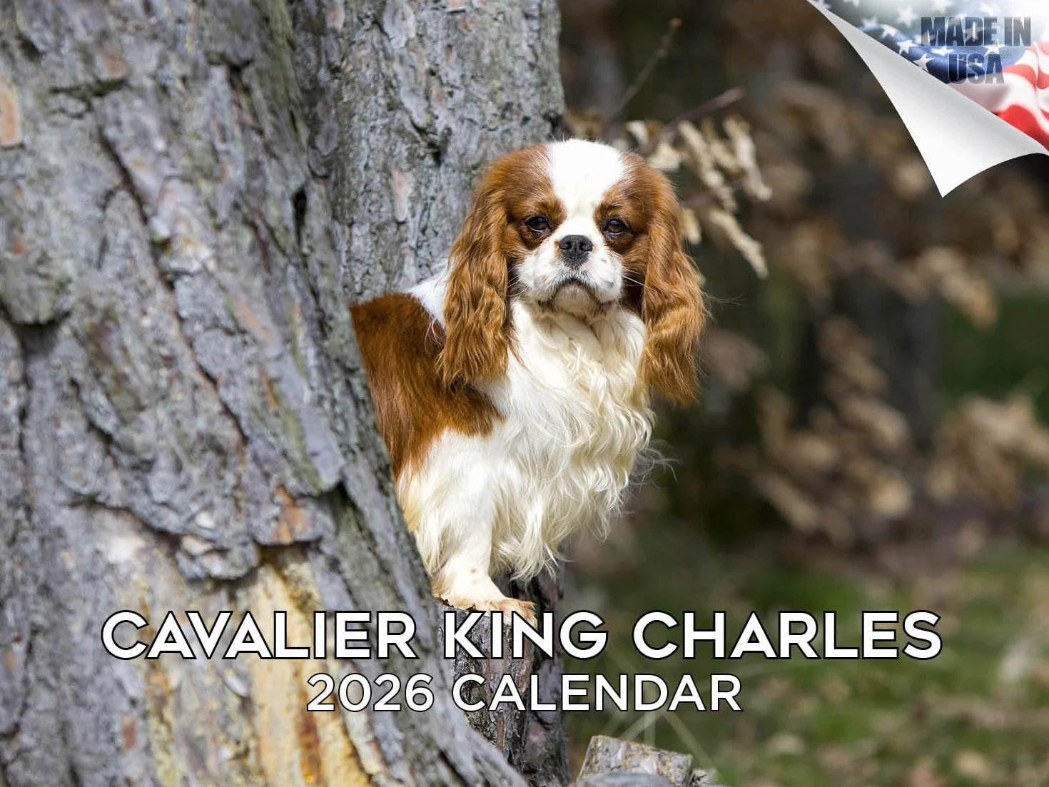 Calendario 2024 2025 Cavalier King Charles – Calendario mensile da parete con razza canina – 30,5 x 45,7 cm aperto – carta spessa senza sbavature – idea regalo – calendario per insegnanti accademici