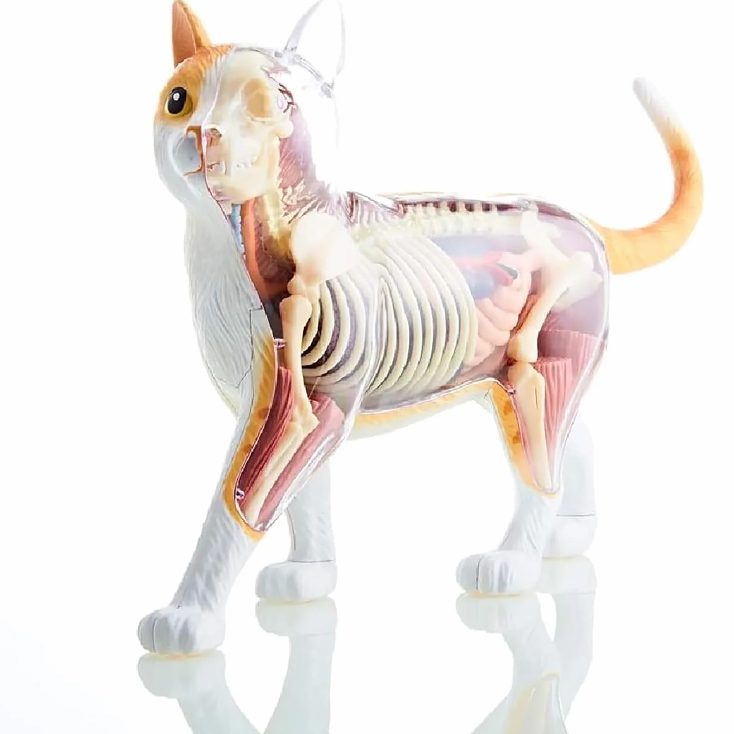 Modello Anatomico di Gatto 4D 28 Pezzi Kit di Modelli di Anatomia dello Scheletro di Gatto Arancione 4D Il Modello, Lungo 30 Cm, Contiene 28 Organi E Parti del Corpo Staccabili