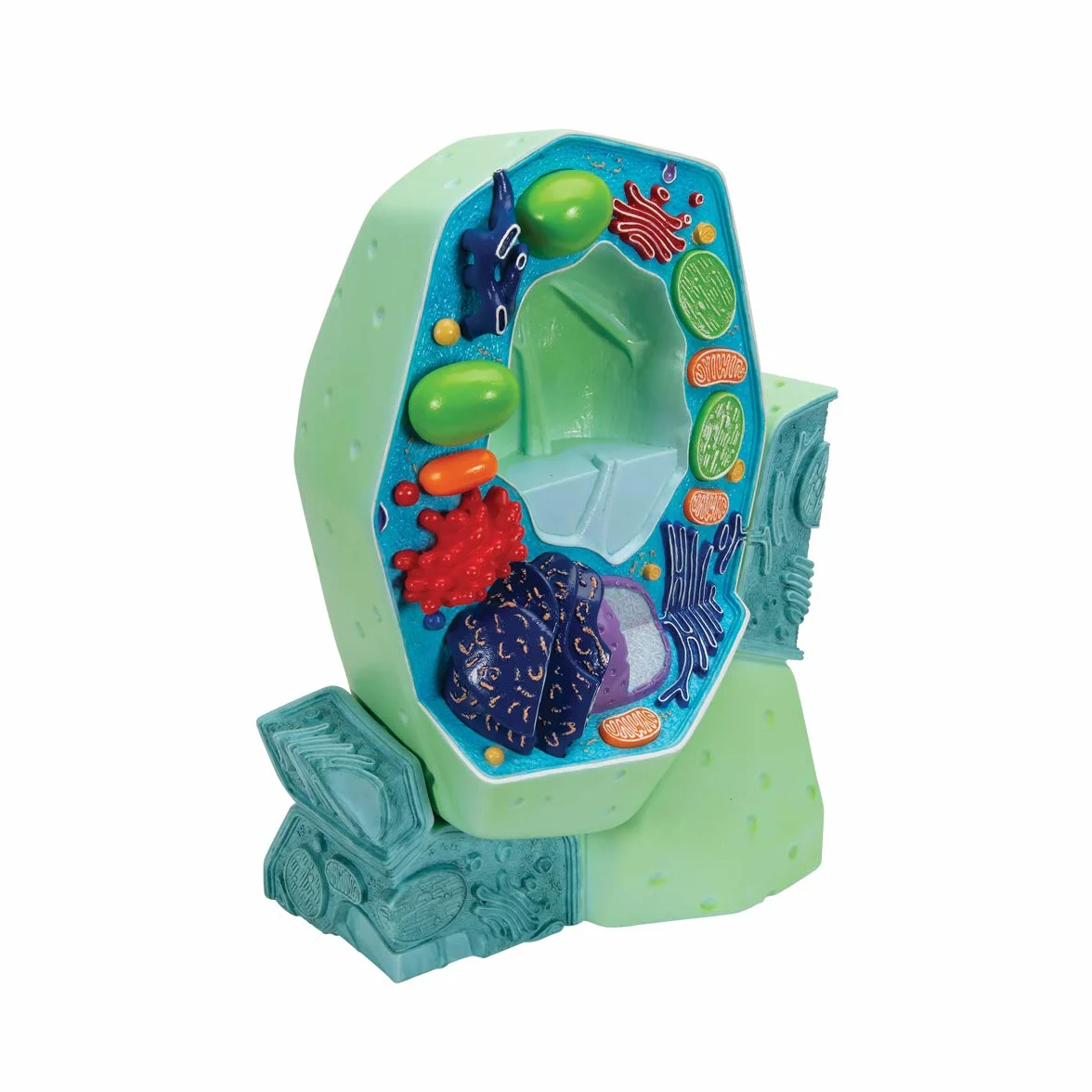3B Scientific R05 Modello la Cellula Vegetale