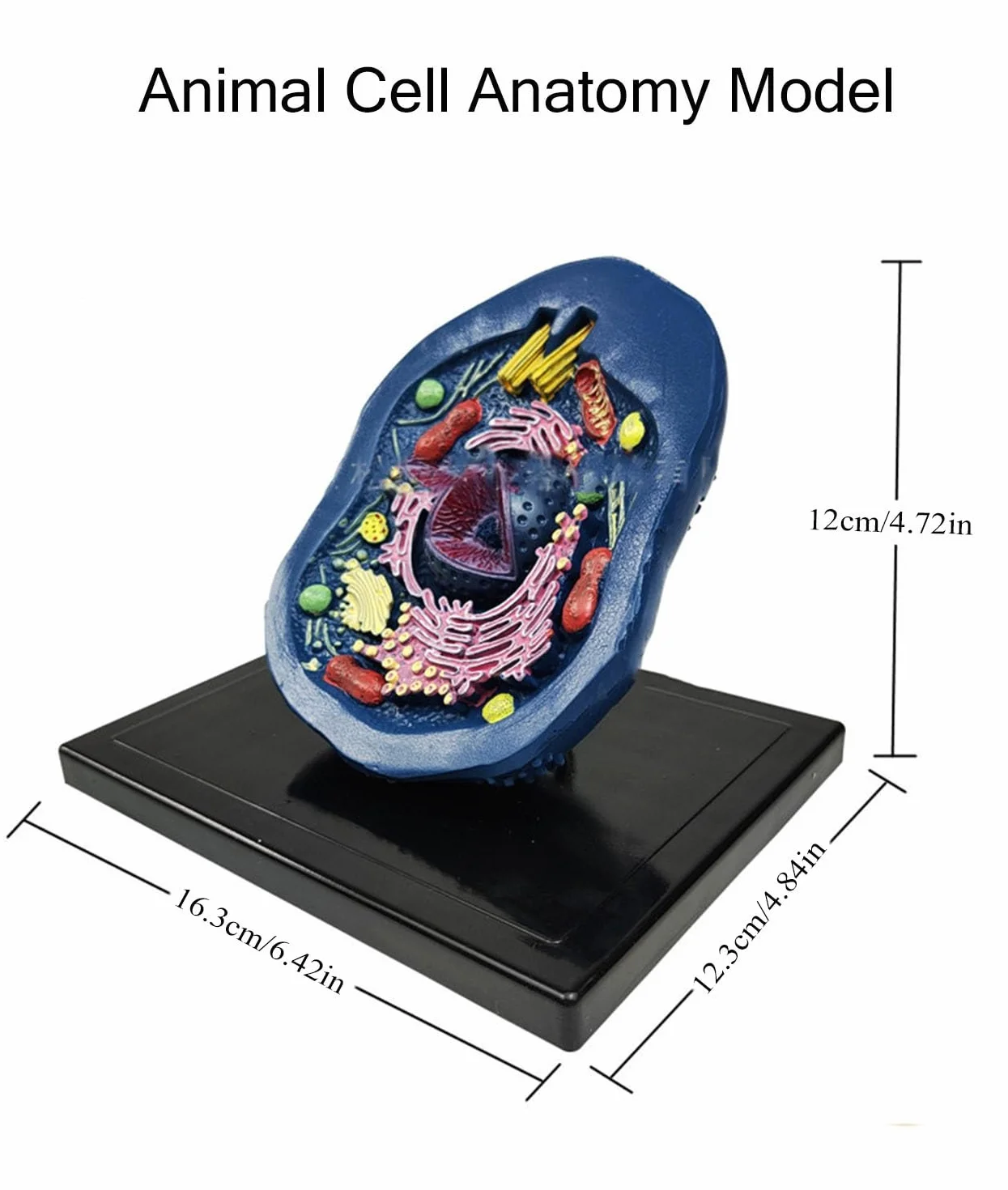 Biology Animal Cells Organ Anatomical Model, Animal and Plant Assembly and Medical Lessons Cell Model Teaching