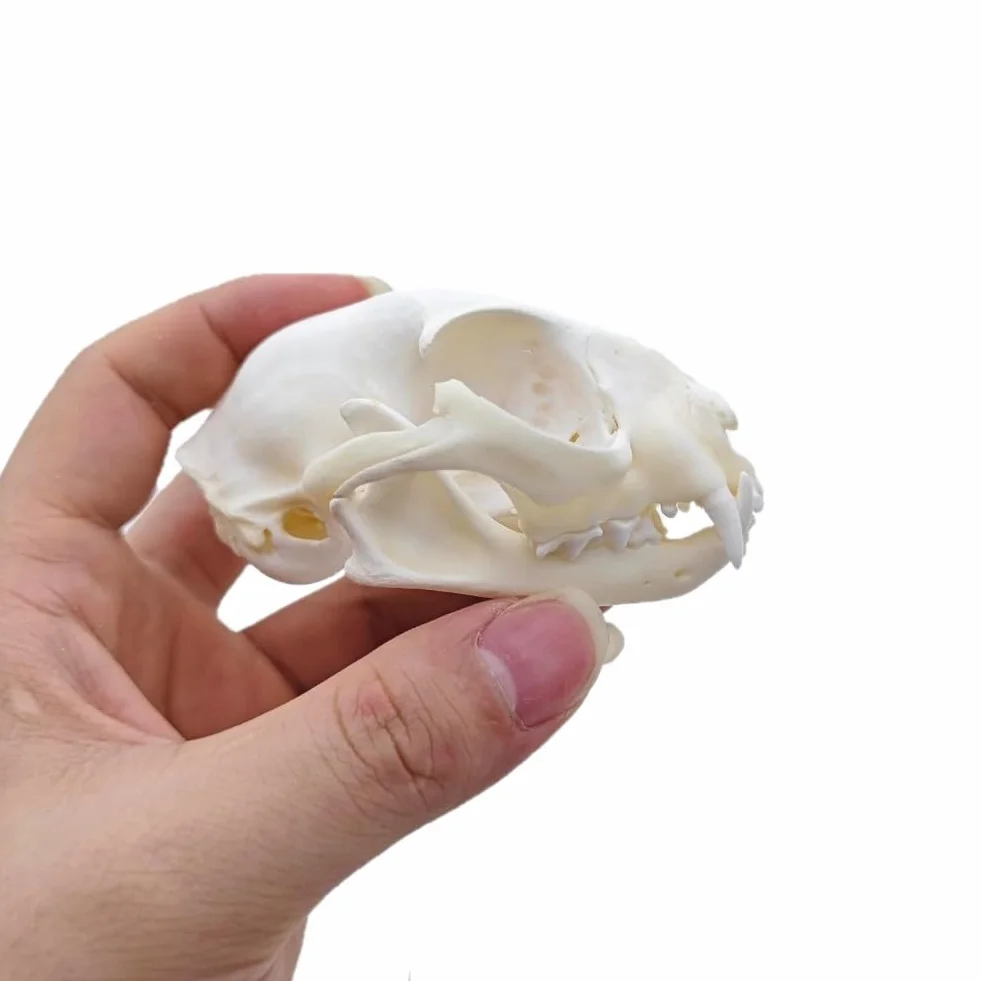 DRXRD Ossa Animali Tassidermie, Esemplare di Cranio Animale Naturale, Decorazione dello Scheletro dei Teschi in Resina, per l'educazione e l'insegnamento delle Scienze Cat Skull