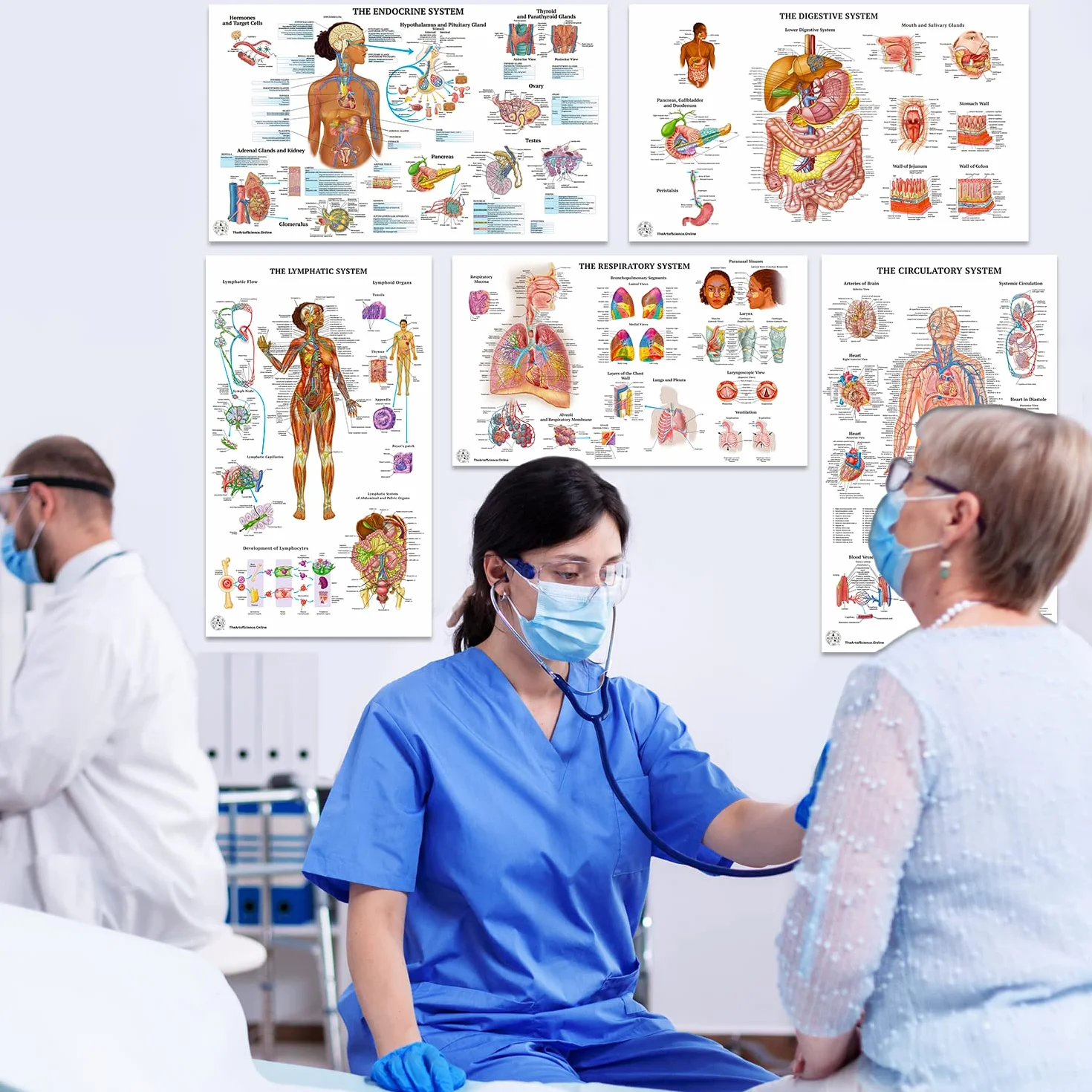 12 poster di anatomia umana - Poster medici, circolatorio, scheletrico, maschile, femminile, muscoloso, linfatico, riproduttivo, nervoso, digestivo, endocrino, sistemi respiratori, modelli, scienza