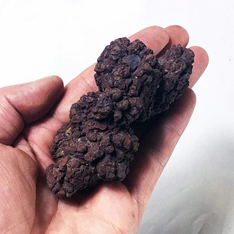 Coprolite Autentica pietra minerale fossilizzata preistorica naturale, esemplare di letame, lunghezza 5,1-10,2 cm, dinosauro coprolite feci, traccia feci fossili (scheda informativa inclusa)