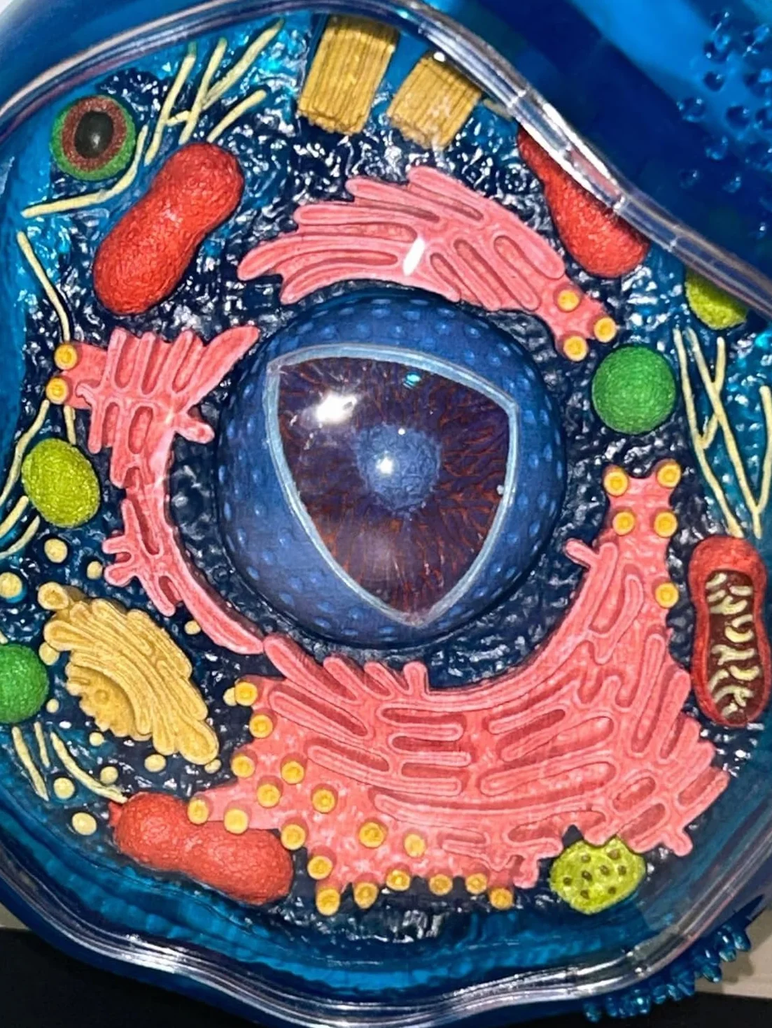 Biology Animal Cells Organ Anatomical Model, Animal and Plant Assembly and Medical Lessons Cell Model Teaching