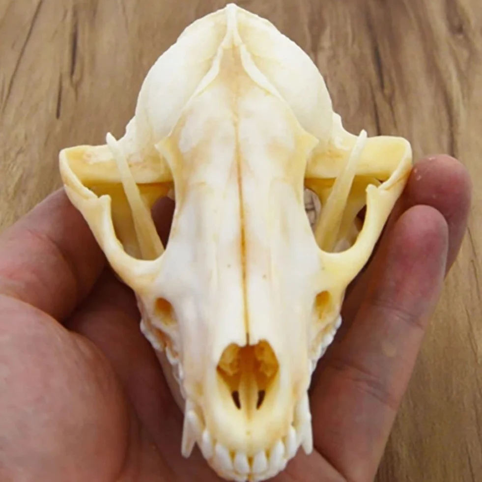Vero Teschio di Animale, Gatto/Cane/Volpe/Nutria/Procione/Topo muschiato/Visone/Coniglio esemplari di Teschio per la Decorazione Domestica da Collezione Studio(Fox)