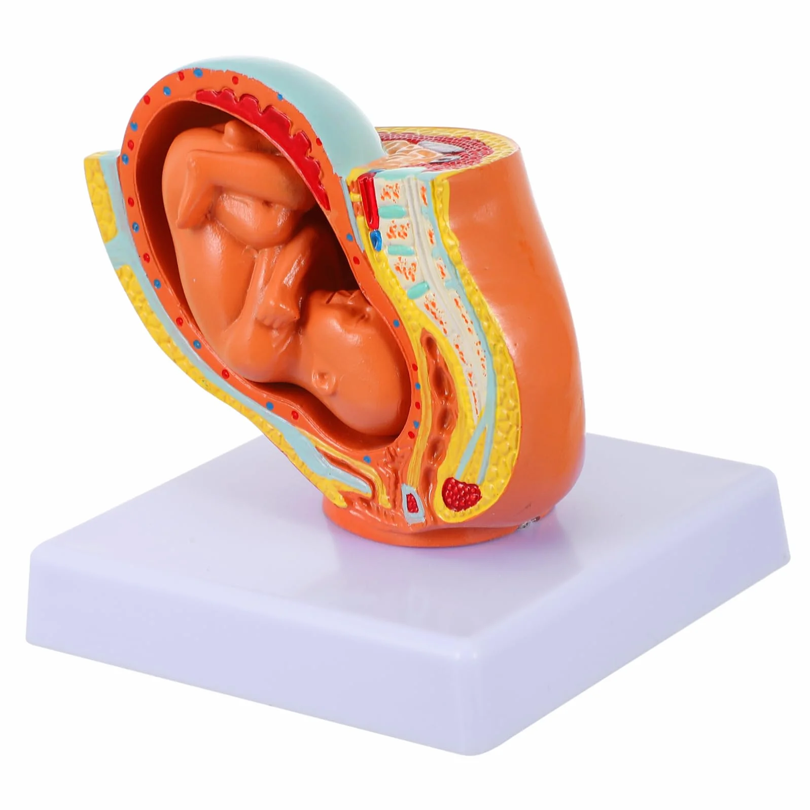 Amosfun Modello Fetale a Termine in Utero Femminile in PVC, 9 Mesi, per Insegnamento in Scuole di Fisiologia, Studenti