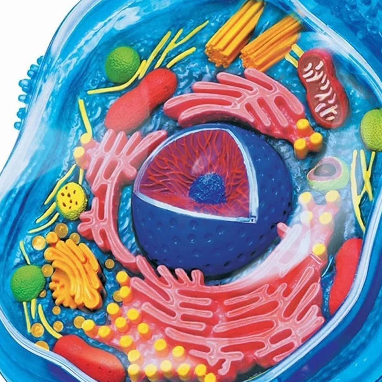 Biology Animal Cells Organ Anatomical Model, Animal and Plant Assembly and Medical Lessons Cell Model Teaching