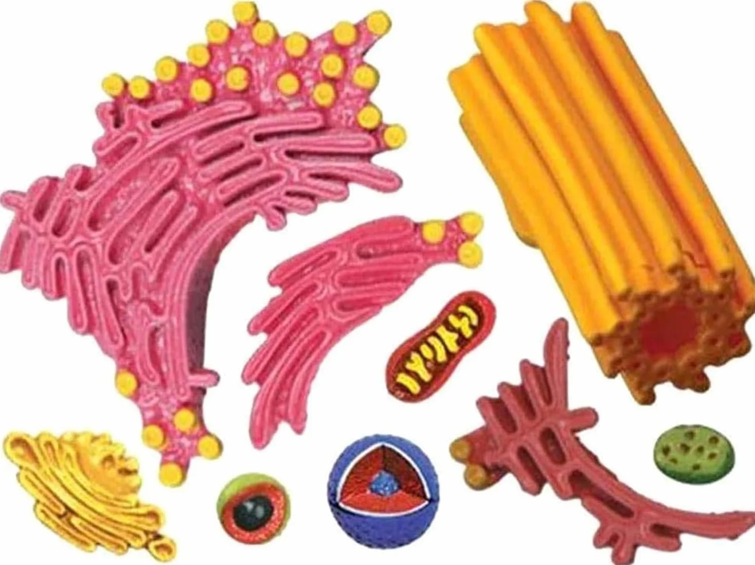 Biology Animal Cells Organ Anatomical Model, Animal and Plant Assembly and Medical Lessons Cell Model Teaching