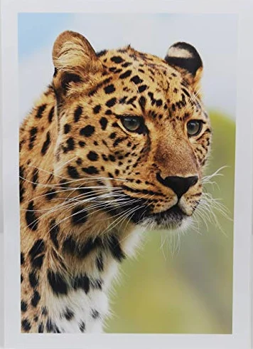 PPD A3 50 Fogli 280g Carta Fotografica Professionale Lucida Per Stampanti Inkjet - PPD-16-50