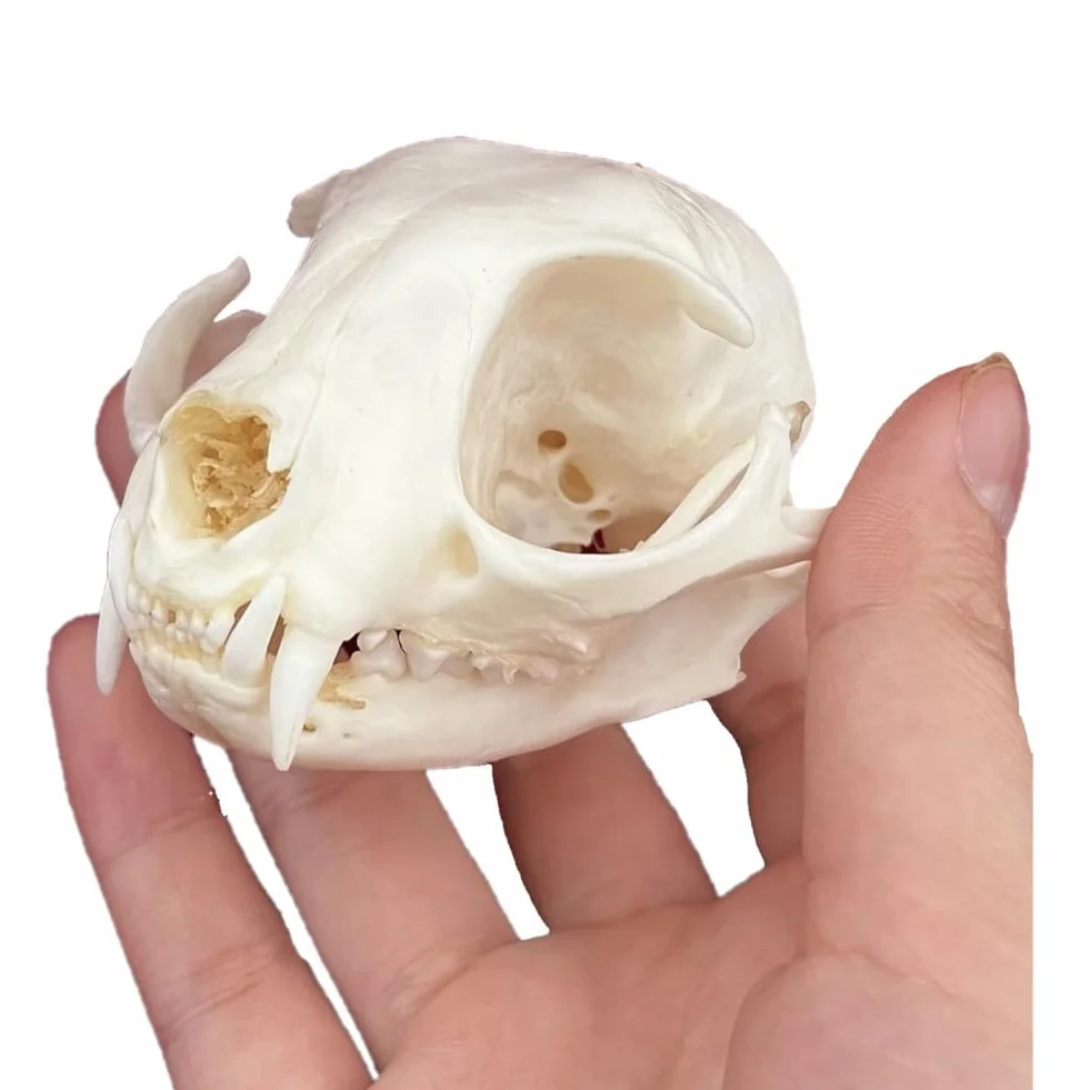 DRXRD Ossa Animali Tassidermie, Esemplare di Cranio Animale Naturale, Decorazione dello Scheletro dei Teschi in Resina, per l'educazione e l'insegnamento delle Scienze Cat Skull