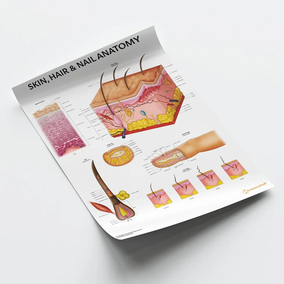 AnatomyStuff, grafico anatomico per pelle, capelli e unghie, 45 x 60 cm, 18 x 24 pollici, anatomia umana, sistema tegumentario, poster di dermatologia anatomica, strumento di apprendimento estetico