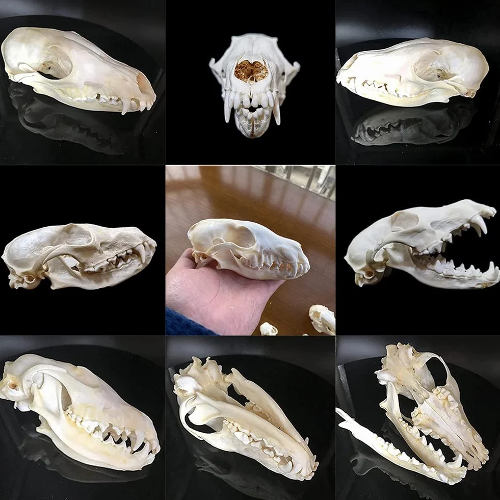 Vero Teschio di Animale, Gatto/Cane/Volpe/Nutria/Procione/Topo muschiato/Visone/Coniglio esemplari di Teschio per la Decorazione Domestica da Collezione Studio(Fox)