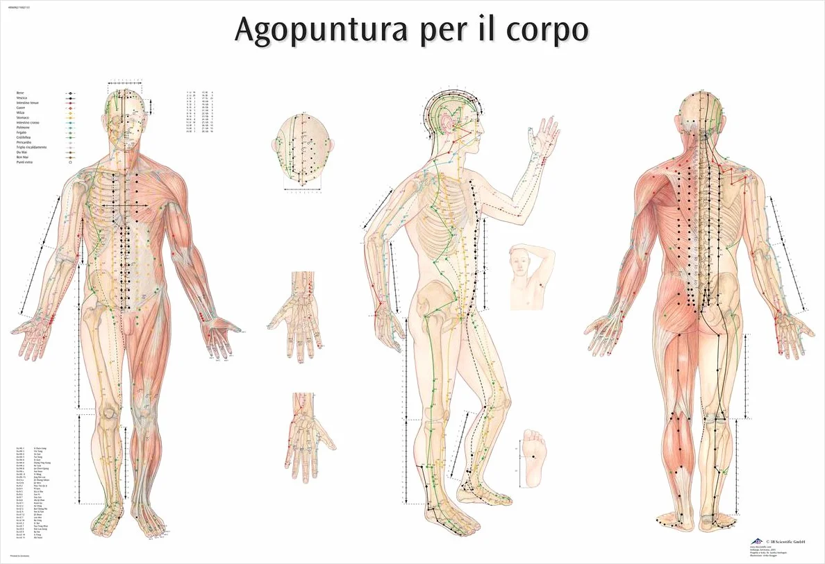 3B Scientific – Carta Laminata di Agopuntura del Corpo – Poster Protetto da UV e Polvere per Studio, Insegnamento & Cliniche