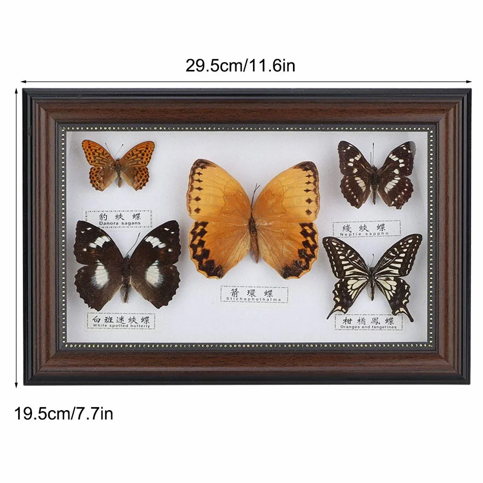 Esemplare di Farfalle, esemplari di Farfalle Vere esemplari di Insetti, 5 Pezzi di Farfalle per colleghi Amici(Black Frame)