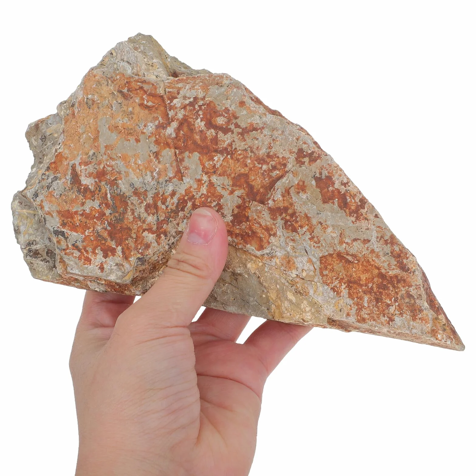 KOMBIUDA Campione di Felce Autentico in Pietra Naturale, Decorazione Elegante per Scrivania, Reperto Paleobotanico Duraturo per Collezione Scientifica e Arredamento Interno