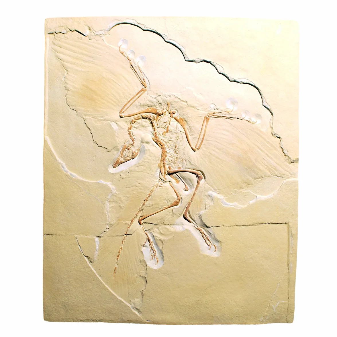 3B Scientific U75005 Archaeopteryx Lithographica Replica