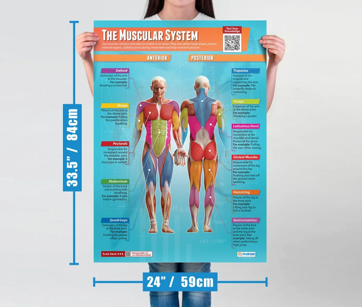 Daydream Education - Set di 4 manifesti scientifici | Carta lucida da 850 mm x 594 mm (A1) | Grafici scientifici per l'aula | Grafici educativi