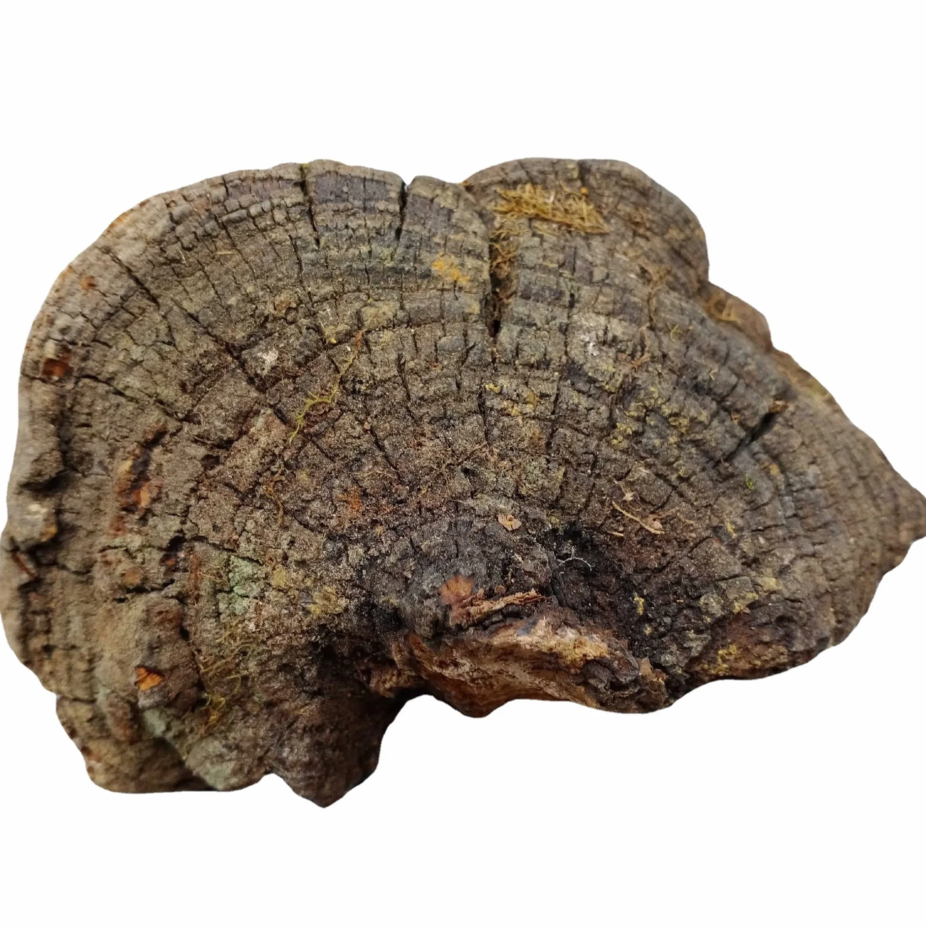 WonderLand Herbs Crescita selvatica Tibet Phellinus linteus/Phellinus igniarius Gelso 125 grammi