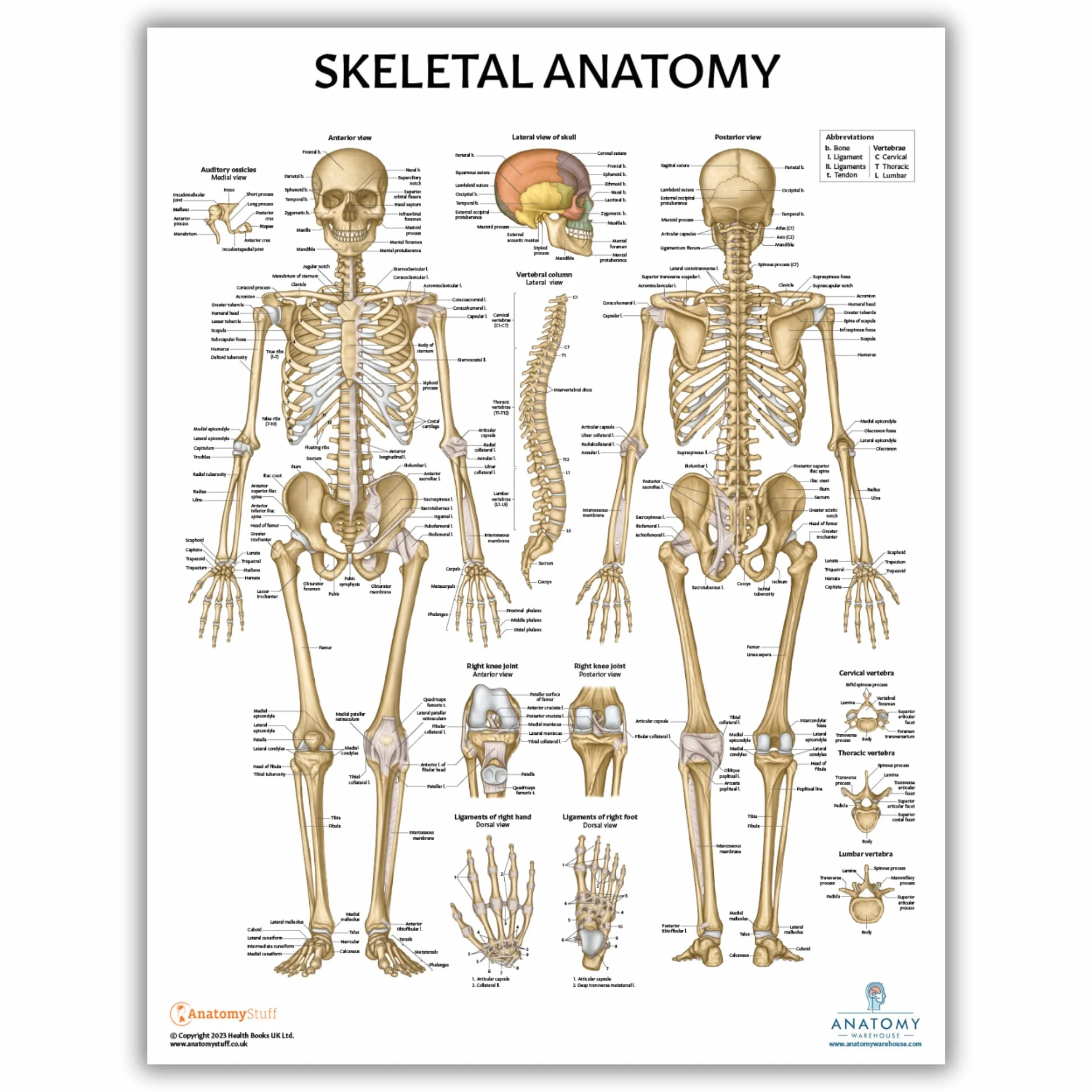 Anatomy Lab Confezione da 4 poster di anatomia umana muscoloso, scheletrico, legamenti delle articolazioni e nervi spinali, laminati, anatomia e fisiologia, 43 x 57 cm, confezione da 4