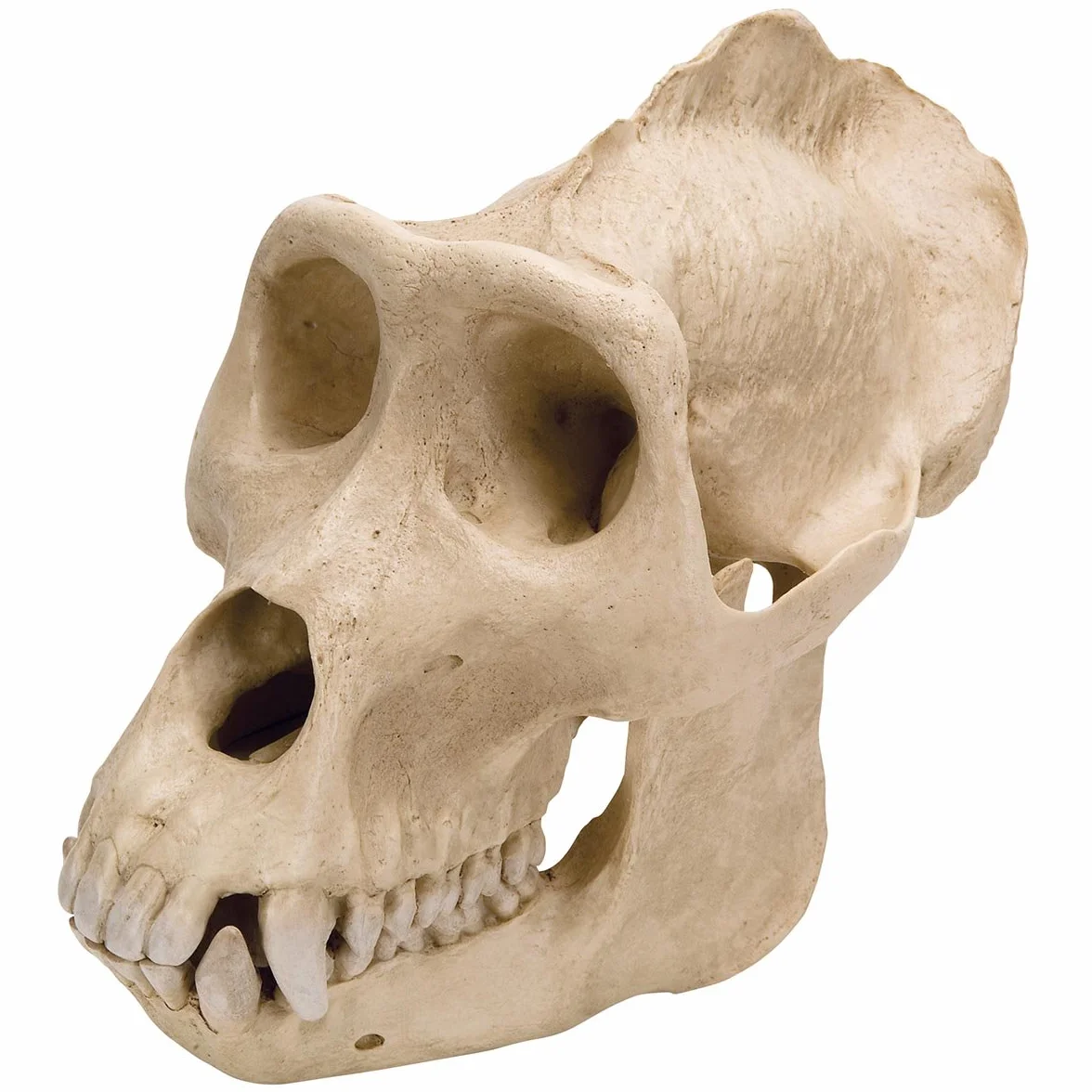 3B Scientific VP762/1 Cranio di Gorilla, Maschile, Replica