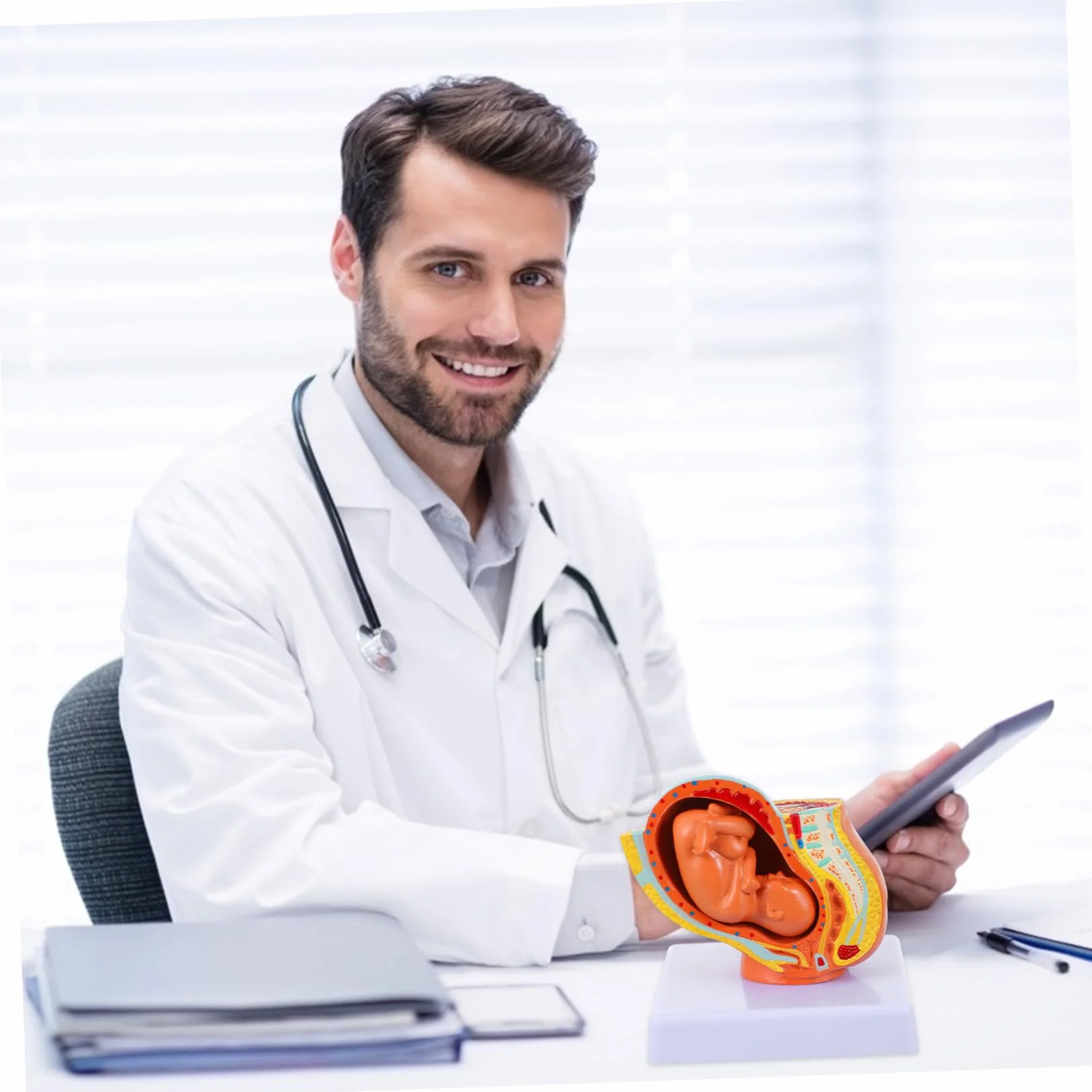 Amosfun Modello Fetale a Termine in Utero Femminile in PVC, 9 Mesi, per Insegnamento in Scuole di Fisiologia, Studenti