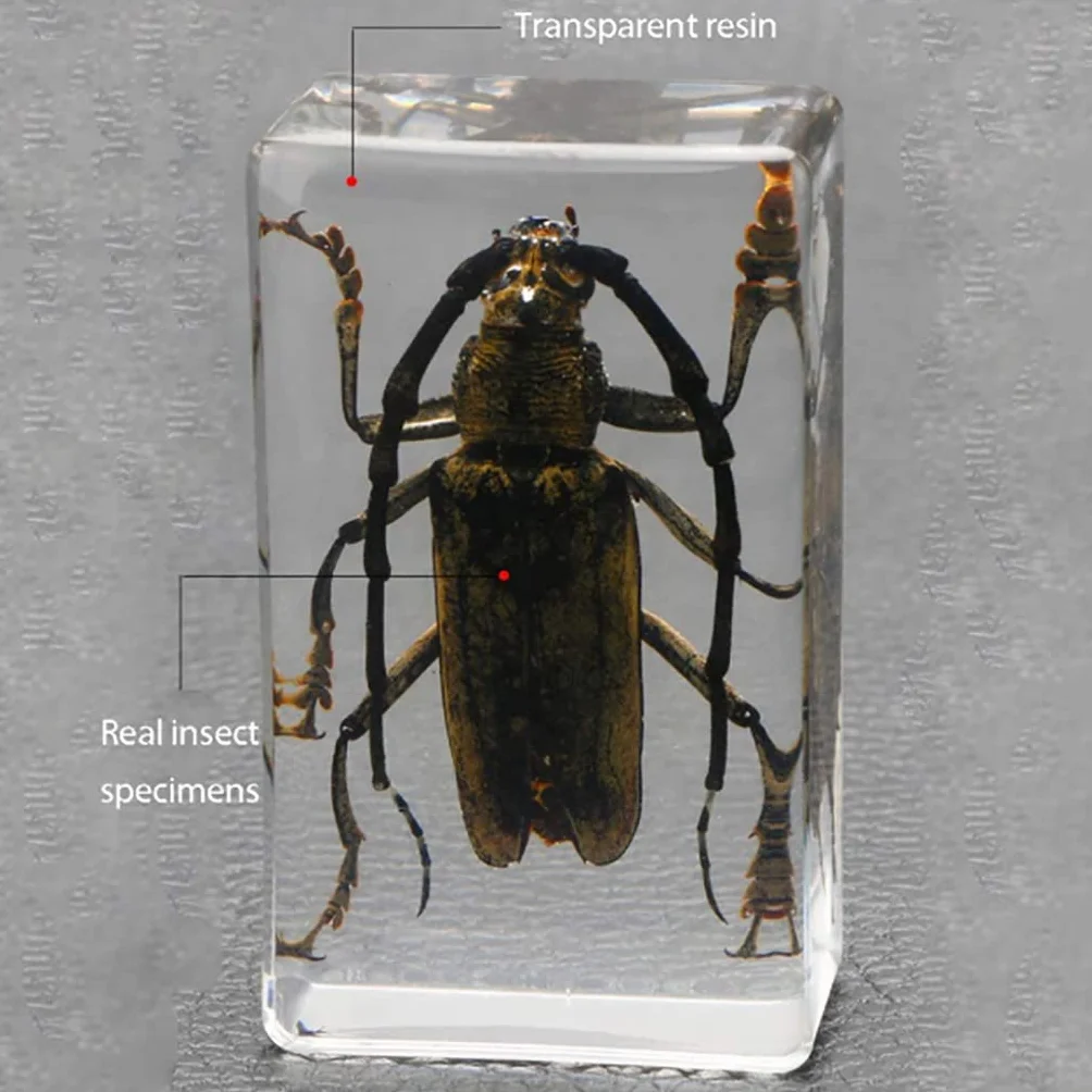 Specie di Insetti Campione Resina Set,Insetti in Resina,Giocattoli Animali Esemplare Fermacarte Collezione Bambino,Regalo di Compleanno,Giochi investigativi,Arredamento per la casa