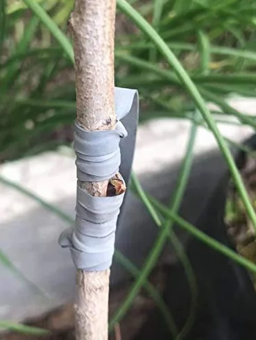Todocultivo Elastici per innesto Flexiband. 250 g. 240 x 8 mm. Appositamente studiati per tutti i tipi di innesti.