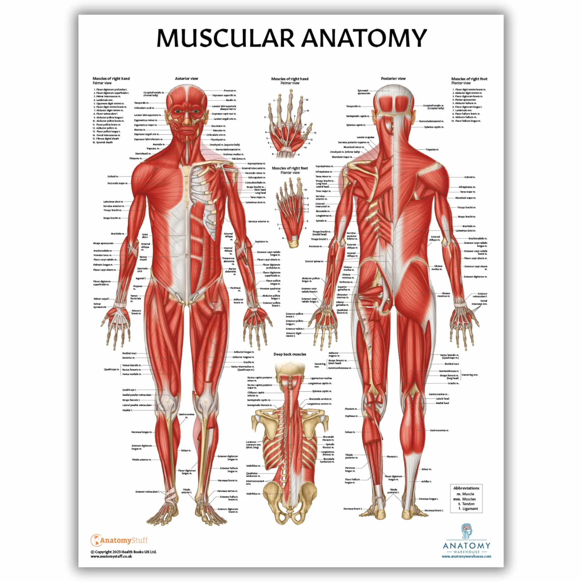 Anatomy Lab Confezione da 4 poster di anatomia umana muscoloso, scheletrico, legamenti delle articolazioni e nervi spinali, laminati, anatomia e fisiologia, 43 x 57 cm, confezione da 4