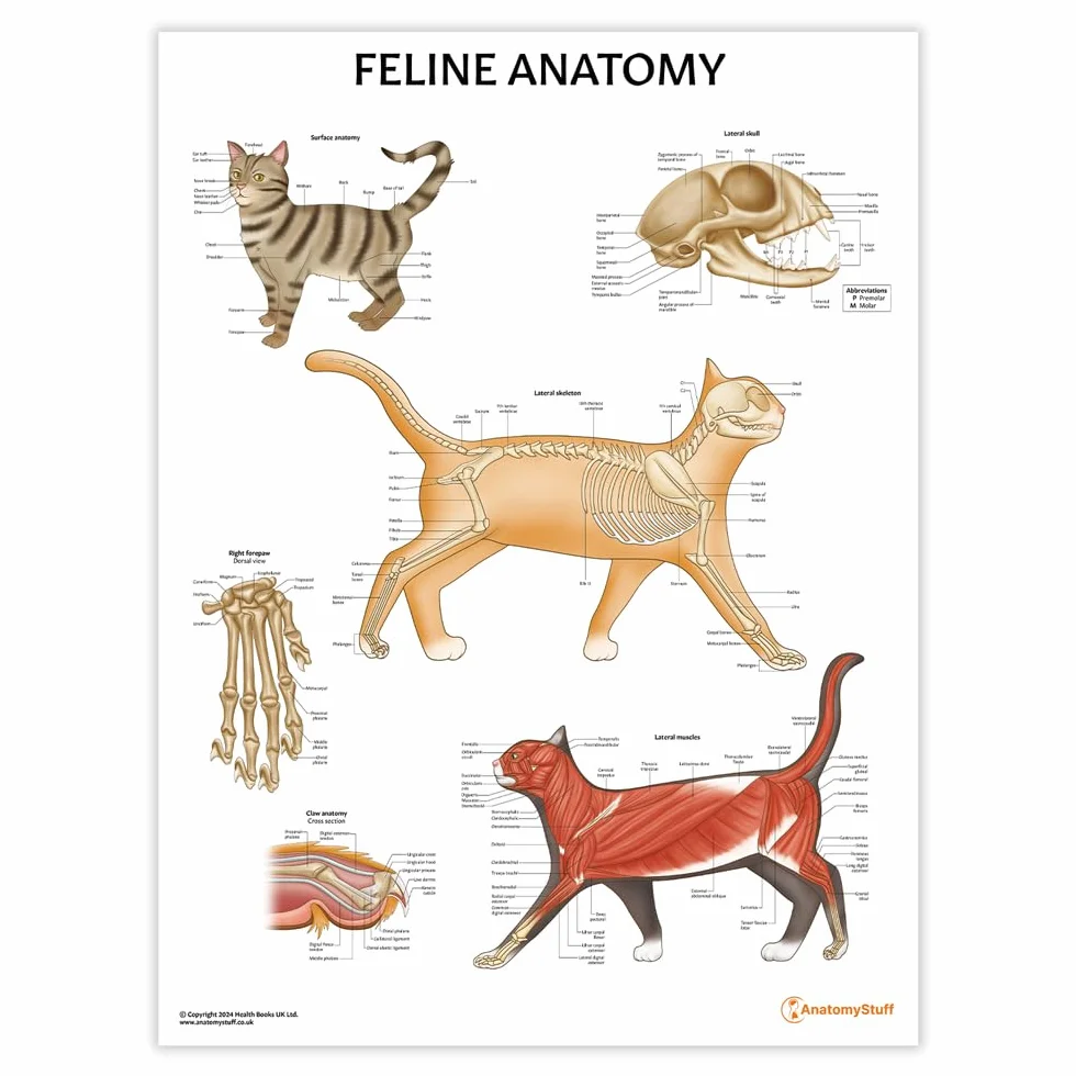 Poster di anatomia felina, 45 x 60 cm, anatomia del gatto, clinica veterinaria, sistema scheletrico e muscolare, illustrazioni veterinarie