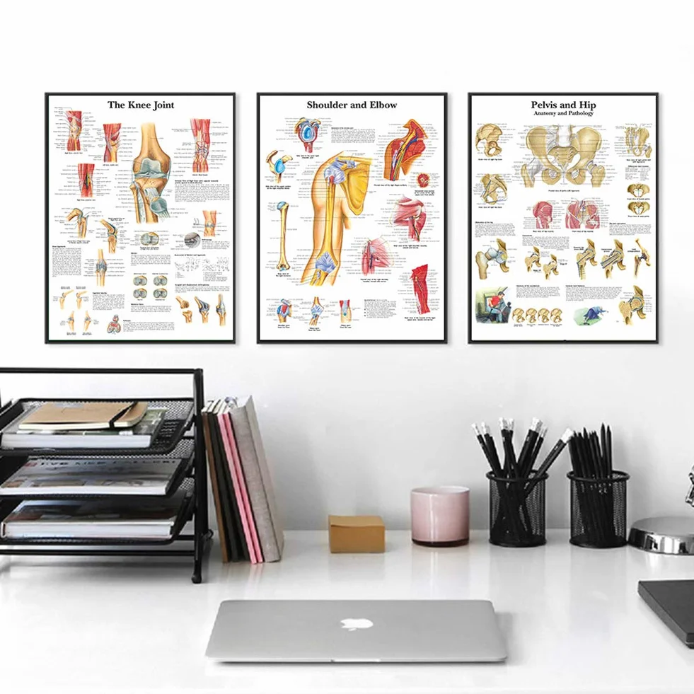 Sistema gastrointestinale Scienza Anatomia Poster per Pareti Medica Infermieristica Studenti Educativi Anatomici Organi Umani Muscoli Scheletrici Poster Grafico Medicina Malattia Mappa per gli