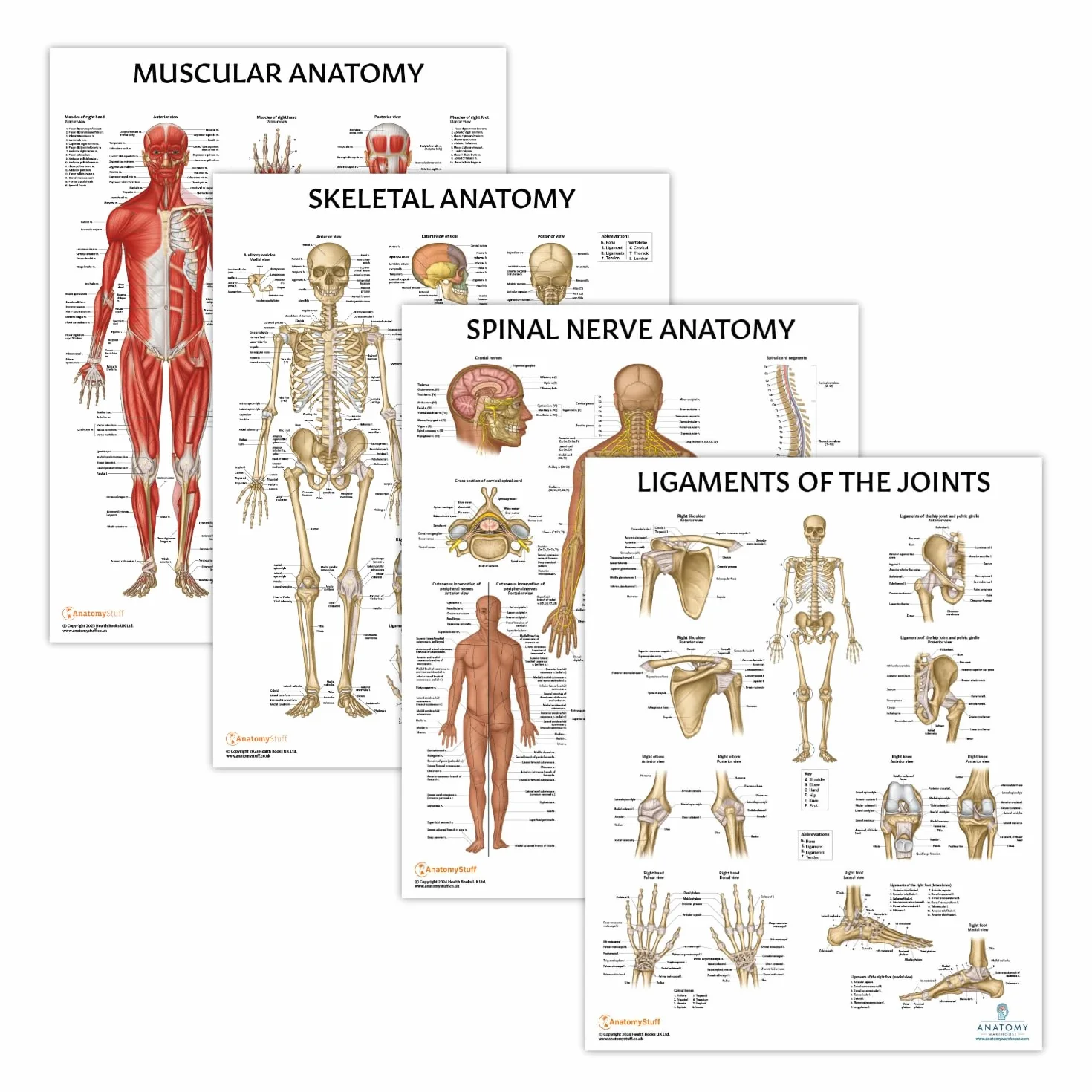 Anatomy Lab Confezione da 4 poster di anatomia umana muscoloso, scheletrico, legamenti delle articolazioni e nervi spinali, laminati, anatomia e fisiologia, 43 x 57 cm, confezione da 4