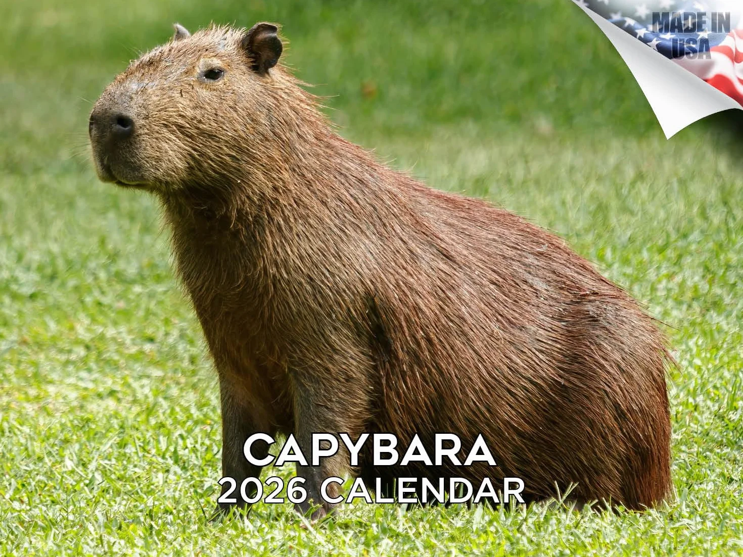 Calendario da parete 2024 2025 Capybara mensile, calendario della fauna selvatica, 30,5 x 45,7 cm, aperto, carta spessa senza sbavature, idea regalo, calendario per insegnanti accademici, calendario