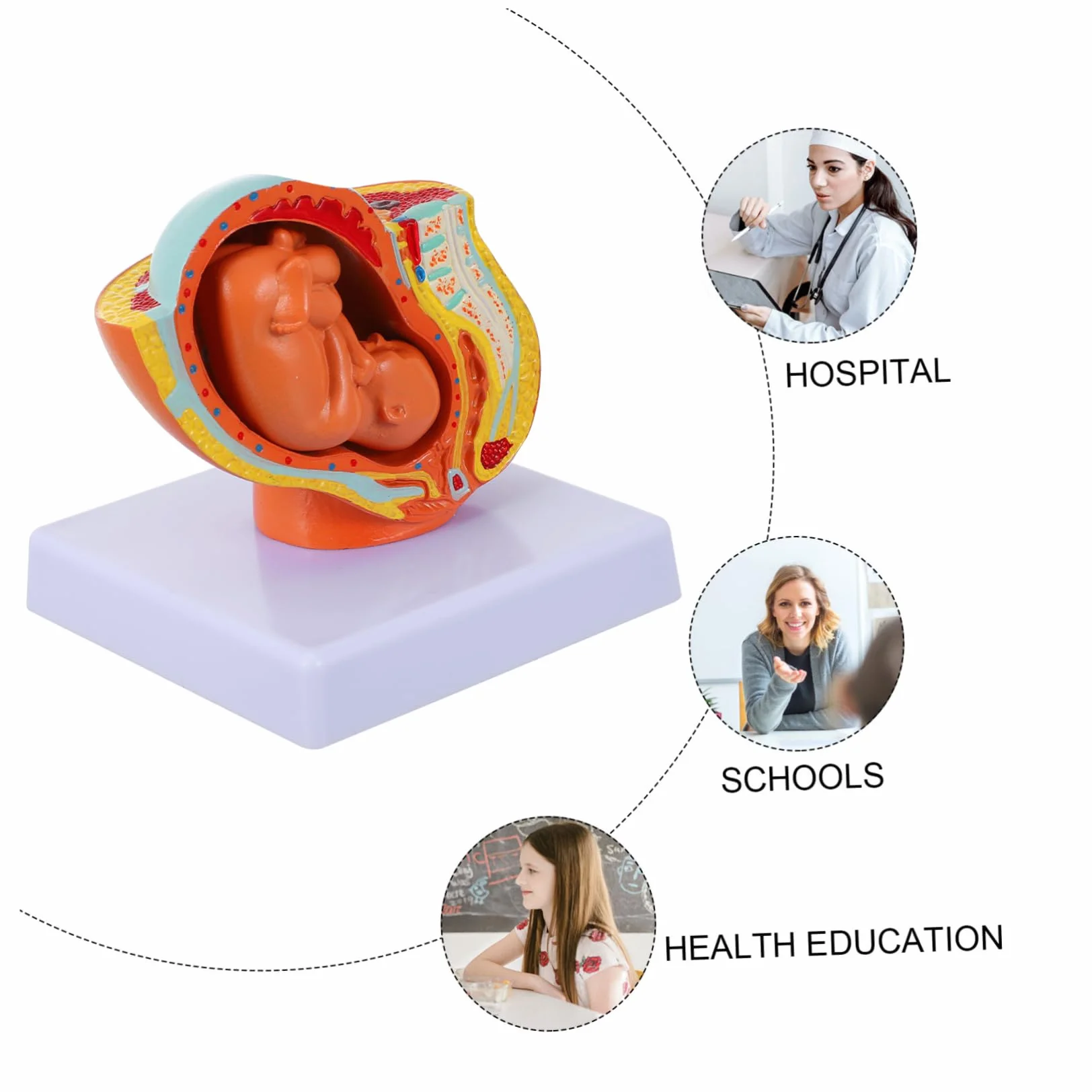 Amosfun Modello Fetale a Termine in Utero Femminile in PVC, 9 Mesi, per Insegnamento in Scuole di Fisiologia, Studenti