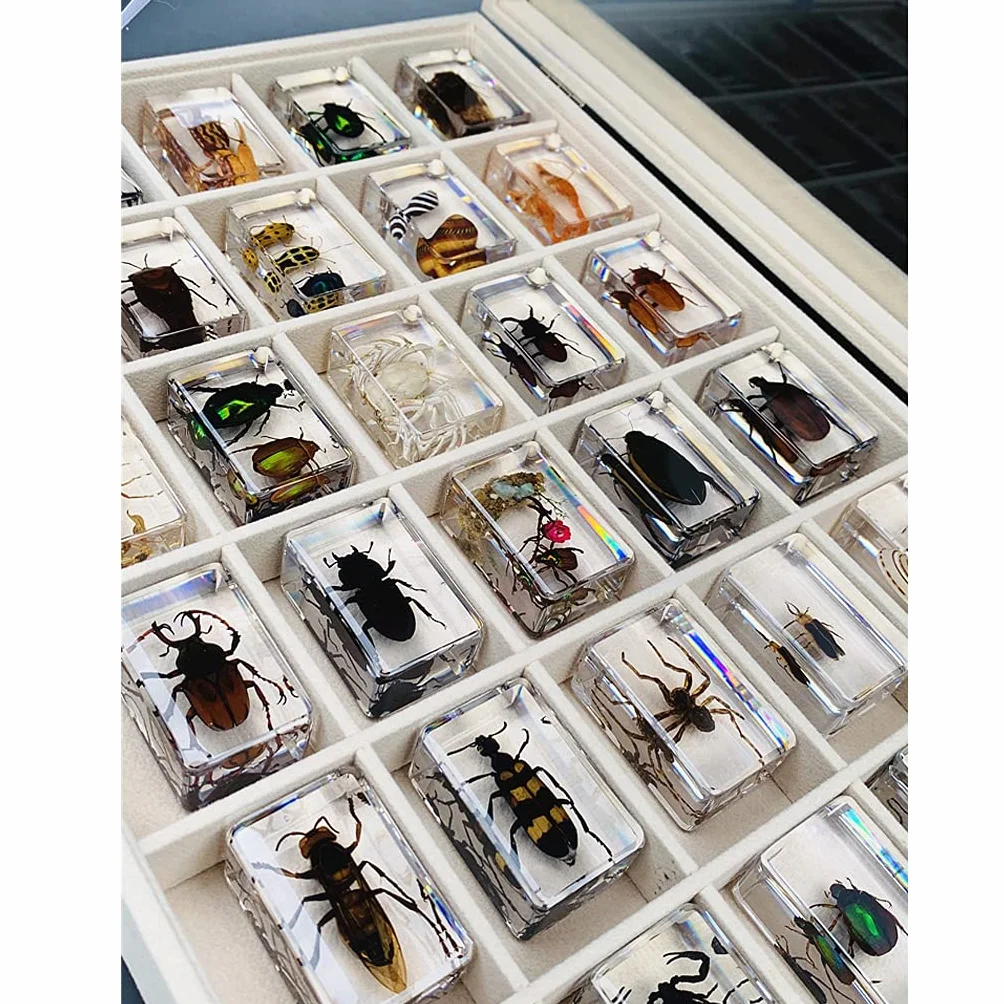Specie di Insetti Campione Resina Set,Insetti in Resina,Giocattoli Animali Esemplare Fermacarte Collezione Bambino,Regalo di Compleanno,Giochi investigativi,Arredamento per la casa