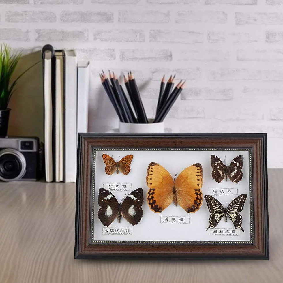 Esemplare di Farfalle, esemplari di Farfalle Vere esemplari di Insetti, 5 Pezzi di Farfalle per colleghi Amici(Black Frame)