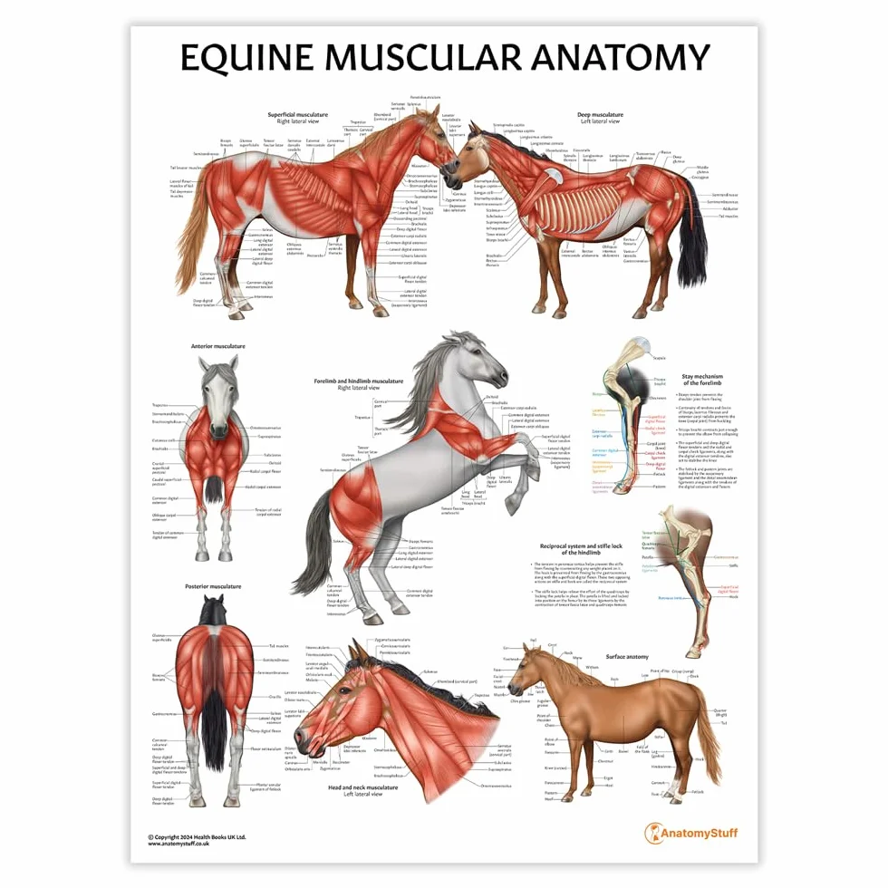 Poster di anatomia muscolare equina, 45 x 60 cm, 45 x 60 cm, illustrazione del sistema muscolare del cavallo, diagramma veterinario, grande muscoloso degli animali