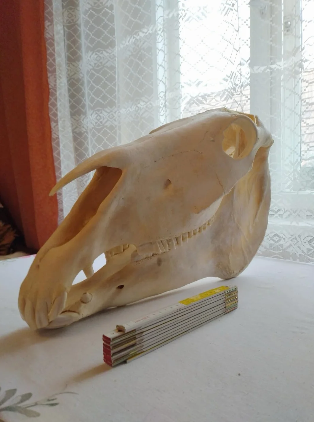 Teschio di cavallo, denti completi, tassidermia, anatomia, ricerca scientifica
