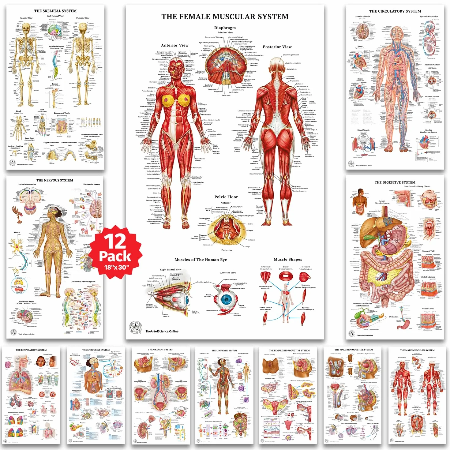 12 poster di anatomia umana - Poster medici, circolatorio, scheletrico, maschile, femminile, muscoloso, linfatico, riproduttivo, nervoso, digestivo, endocrino, sistemi respiratori, modelli, scienza