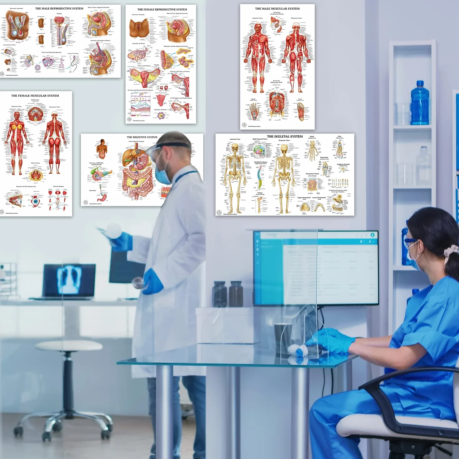 12 poster di anatomia umana - Poster medici, circolatorio, scheletrico, maschile, femminile, muscoloso, linfatico, riproduttivo, nervoso, digestivo, endocrino, sistemi respiratori, modelli, scienza
