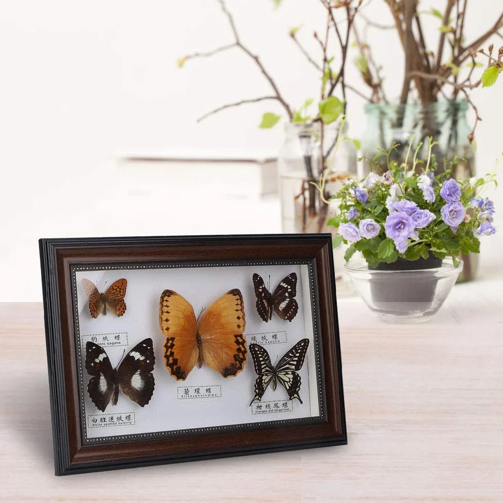 Esemplare di Farfalle, esemplari di Farfalle Vere esemplari di Insetti, 5 Pezzi di Farfalle per colleghi Amici(Black Frame)