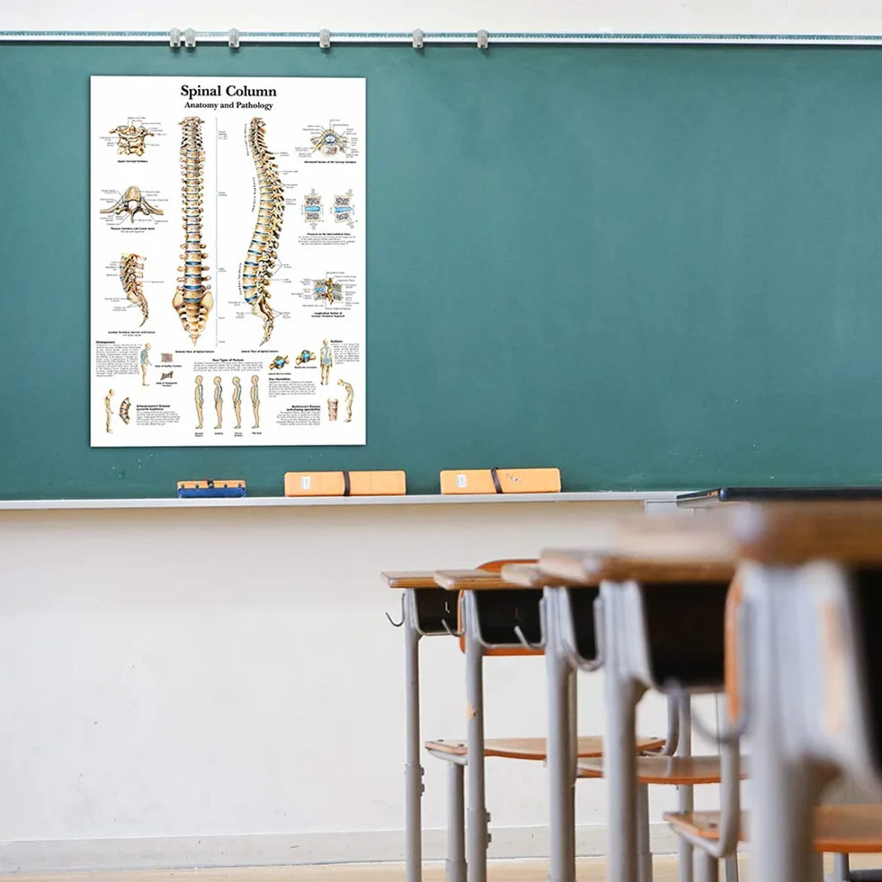 Sistema gastrointestinale Scienza Anatomia Poster per Pareti Medica Infermieristica Studenti Educativi Anatomici Organi Umani Muscoli Scheletrici Poster Grafico Medicina Malattia Mappa per gli
