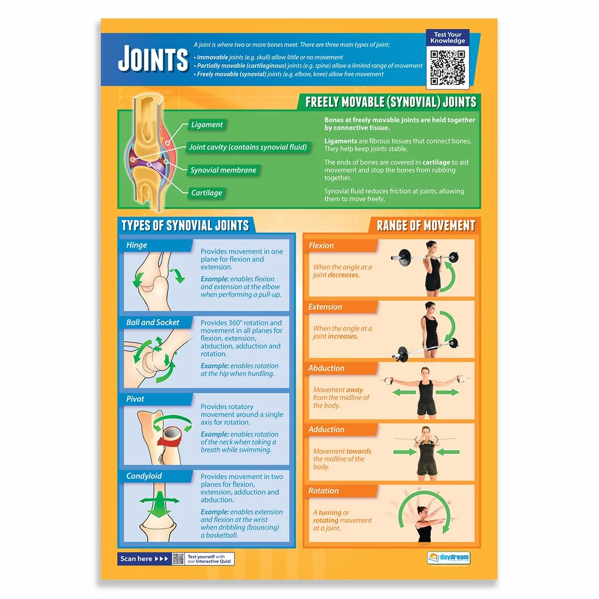 Daydream Education - Set di 4 manifesti scientifici | Carta lucida da 850 mm x 594 mm (A1) | Grafici scientifici per l'aula | Grafici educativi