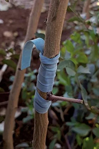 Todocultivo Elastici per innesto Flexiband. 250 g. 240 x 8 mm. Appositamente studiati per tutti i tipi di innesti.