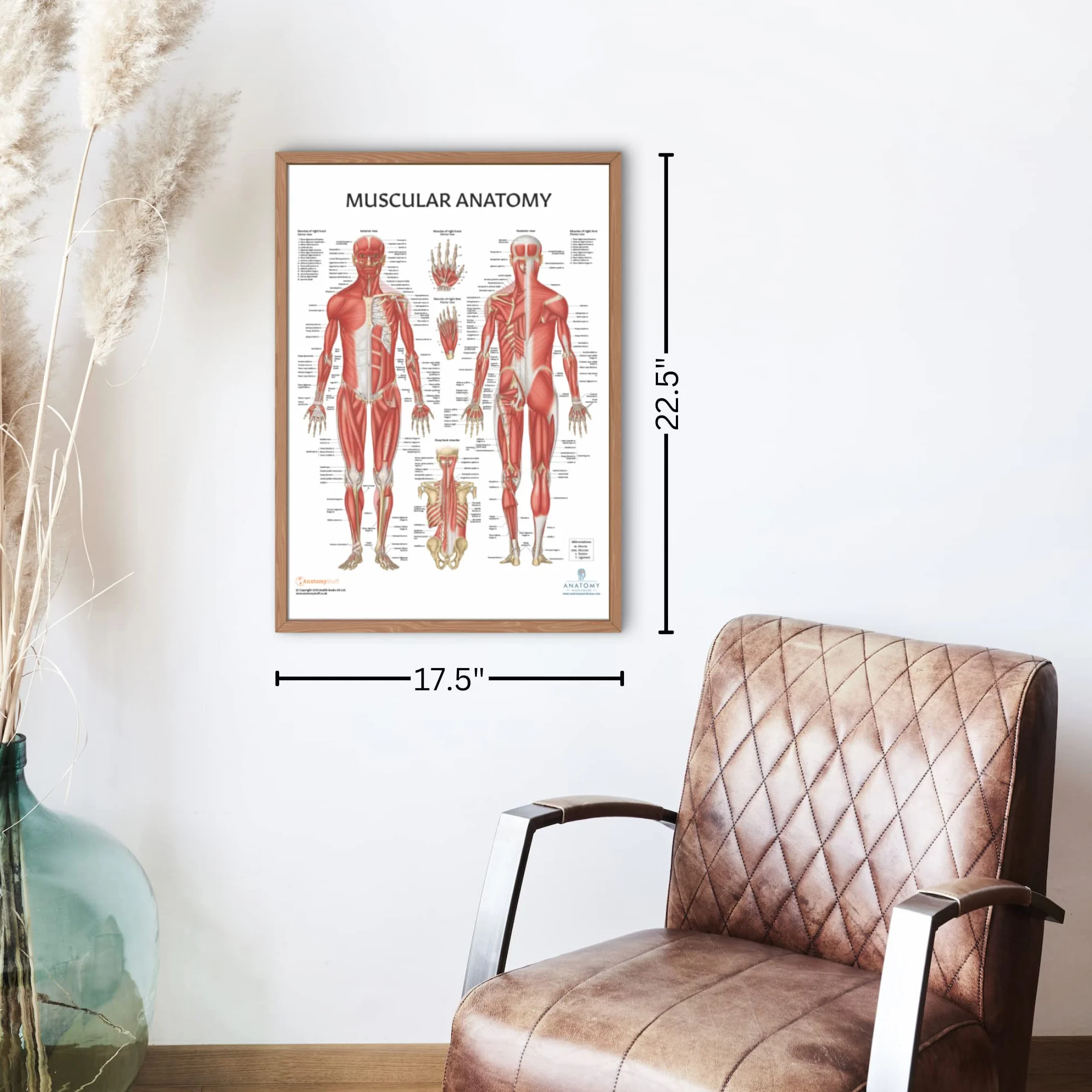 Anatomy Lab Confezione da 4 poster di anatomia umana muscoloso, scheletrico, legamenti delle articolazioni e nervi spinali, laminati, anatomia e fisiologia, 43 x 57 cm, confezione da 4