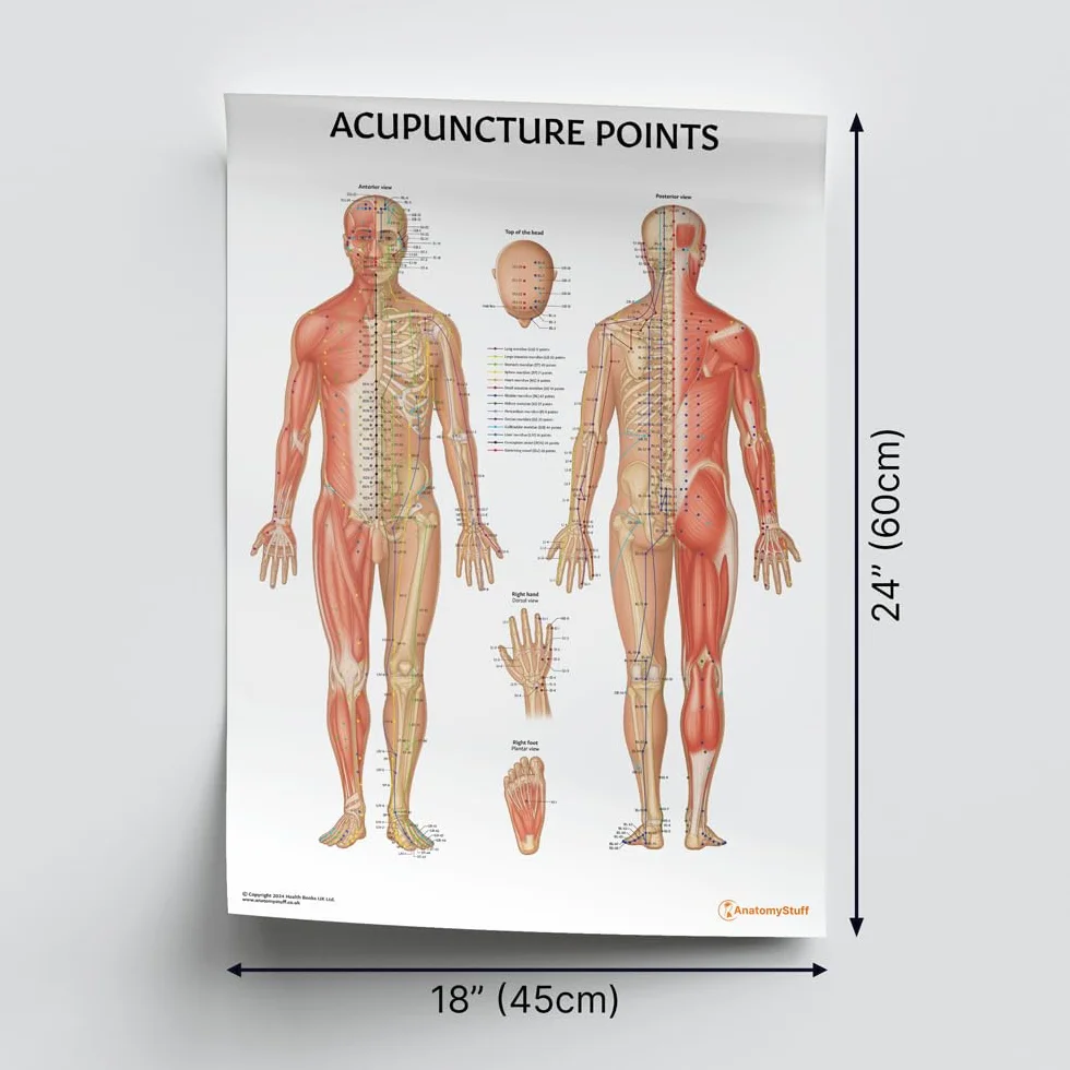 Anatomy Stuff Grafico dei punti di agopuntura/poster 45x60cm, 18x24 pollici, diagramma agopuntore, esposizione della clinica della medicina cinese, terapia dell'ago