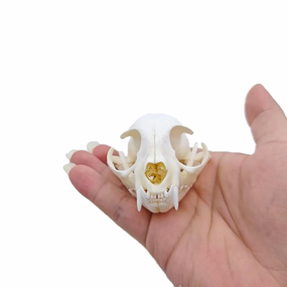 DRXRD Ossa Animali Tassidermie, Esemplare di Cranio Animale Naturale, Decorazione dello Scheletro dei Teschi in Resina, per l'educazione e l'insegnamento delle Scienze Cat Skull