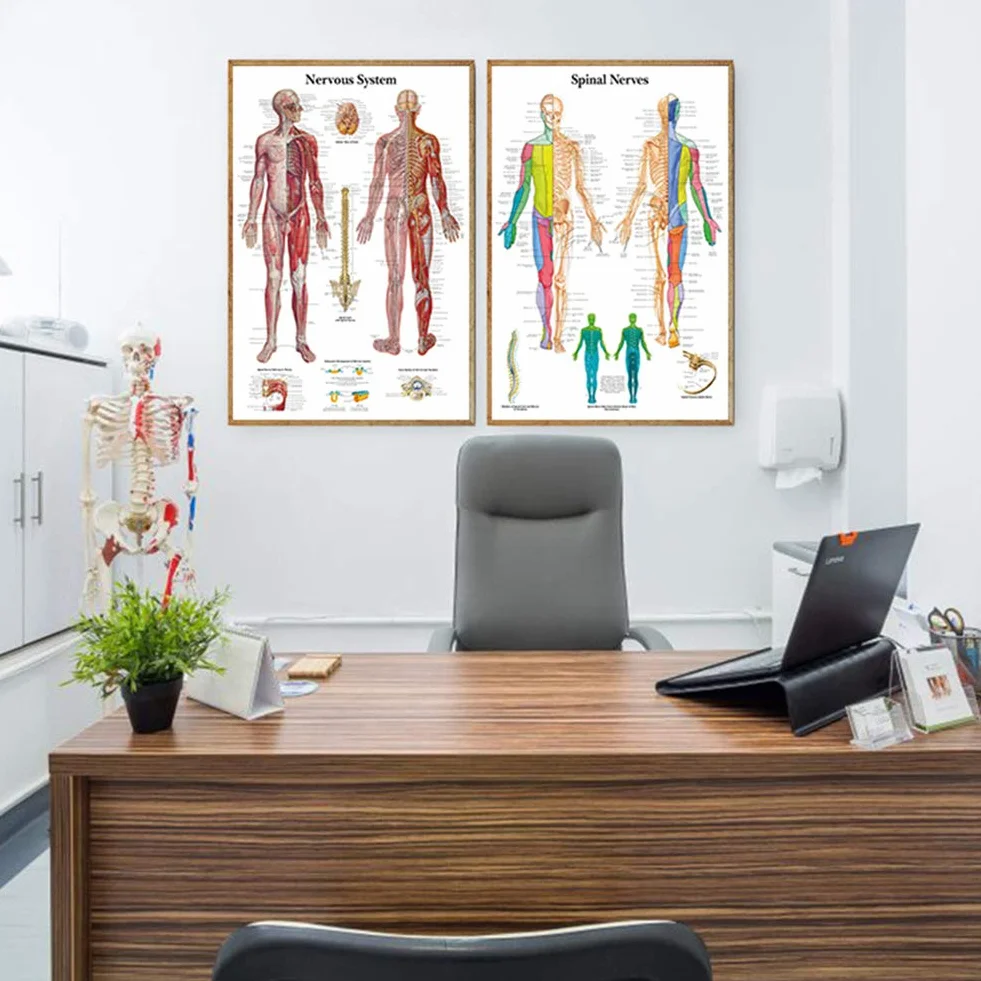 Sistema gastrointestinale Scienza Anatomia Poster per Pareti Medica Infermieristica Studenti Educativi Anatomici Organi Umani Muscoli Scheletrici Poster Grafico Medicina Malattia Mappa per gli