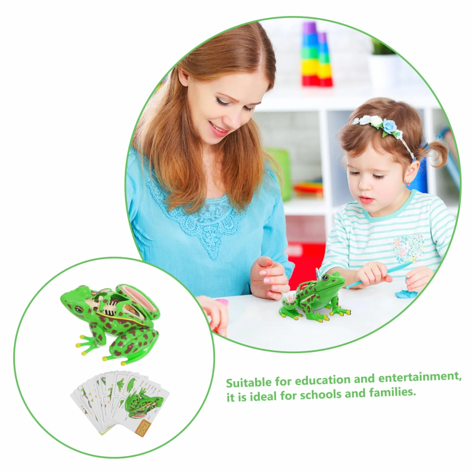 Amosfun Modello Anatomico Rana con Parti Staccabili per Dissezione Interattiva, Giocattolo Educativo Scientifico per Scuola e Casa, Sviluppo Pensiero Critico e Capacità Motorie Fini